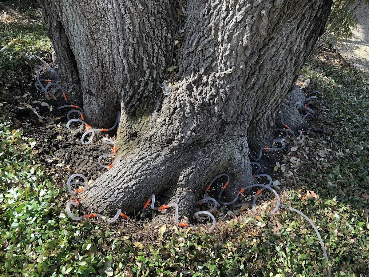 Detailed Shrub and Hedge Trimming job site in Windthorst