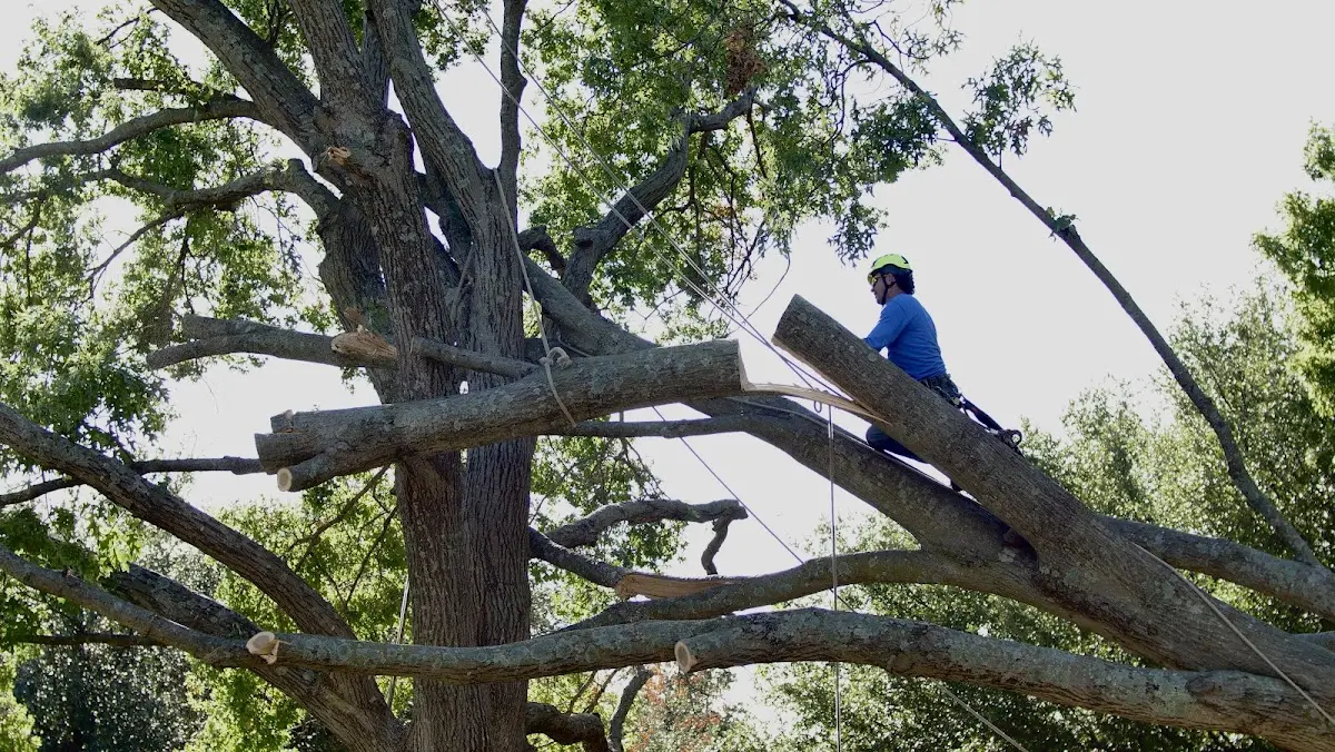 Professional Crown Thinning performed by certified arborists in Windthorst