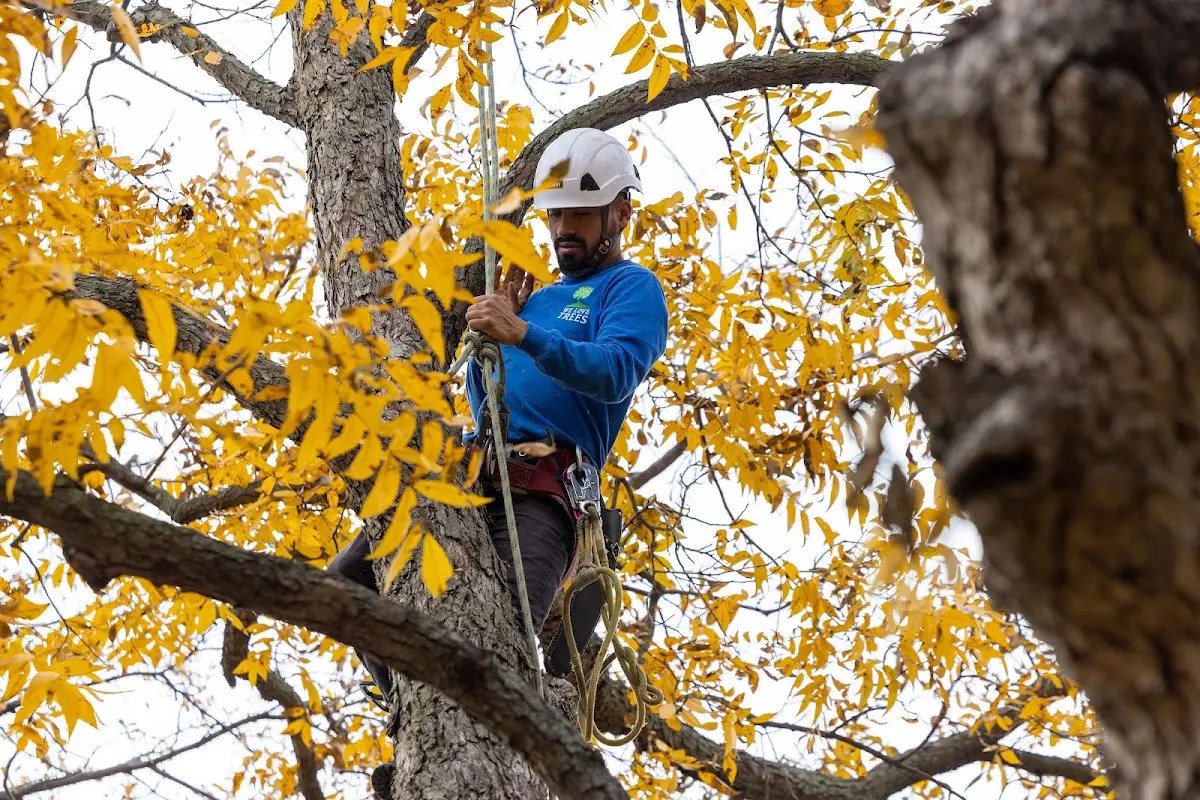 Skilled Tree Disease Treatment crew working in Windthorst
